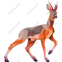  Deer