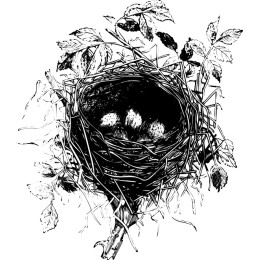 Nature's Embrace: Bird's Nest