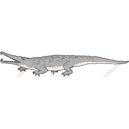 Crocodile