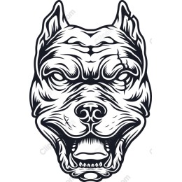Fearless Pitbull