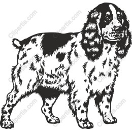 Charming Spaniel Dog