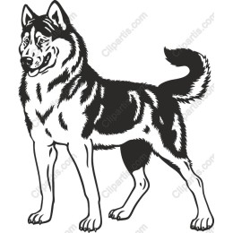 Majestic Husky Dog