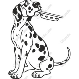 Charming Dalmatian Dog