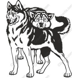 Husky Duo