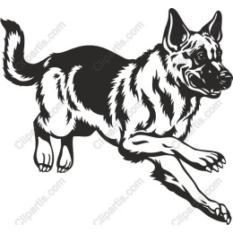 German Shepherd - Dynamic Canine