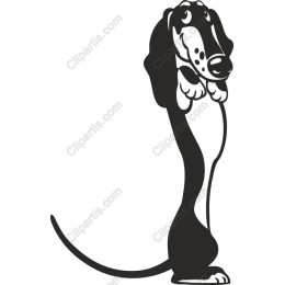 Charming Dachshund