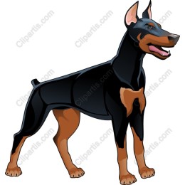 Premium Doberman