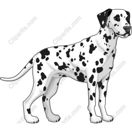 Dalmatian Delight
