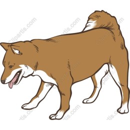 Shiba Inu