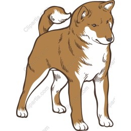 Charming Shiba Inu
