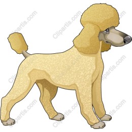 Charming Poodle