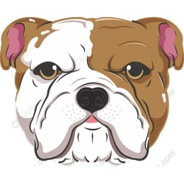 Charming Bulldog Face