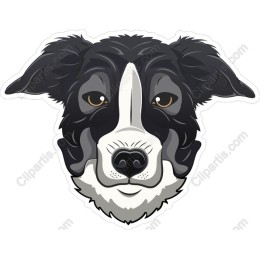 Border Collie Head