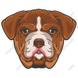 Boxer Dog