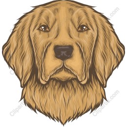 Golden Retriever Head