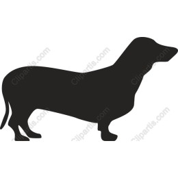 Dachshund