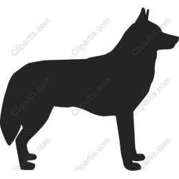 Elegant Black Dog