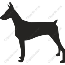 Doberman