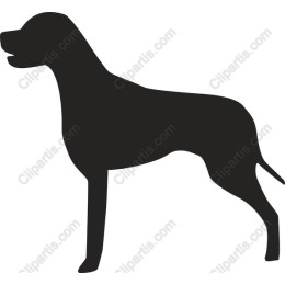 Elegant Dog