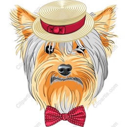 Charming Yorkshire Terrier