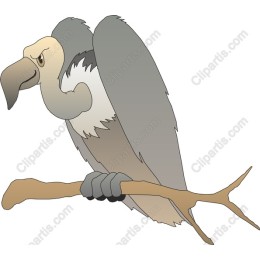 Majestic Vulture Perched