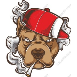 Urban Cool Pitbull