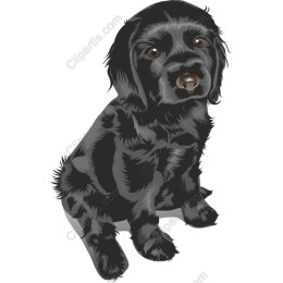 Charming Black Puppy