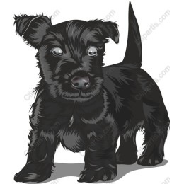 Black Puppy