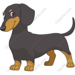 Adorable Dachshund