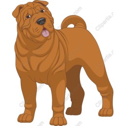 Playful Shar Pei Dog