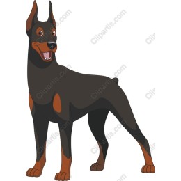 Playful Doberman
