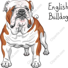English Bulldog