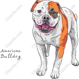 American Bulldog