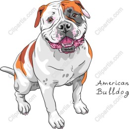 American Bulldog