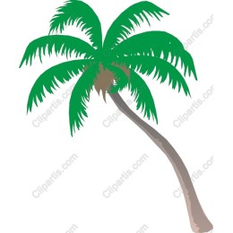 Tropical Palm Tree