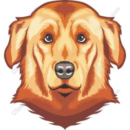 Golden Retriever Head