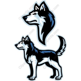 Majestic Siberian Husky