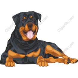 Charming Rottweiler