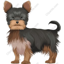 Yorkshire Terrier