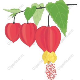 Chinese Lantern Plant