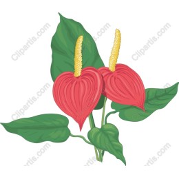 Red Anthurium