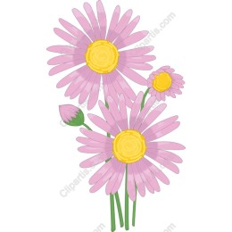 Charming Pink Daisy