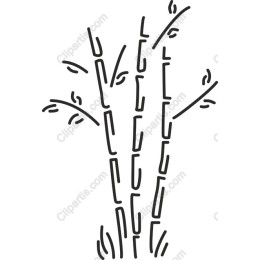 Bamboo
