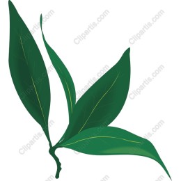 Elegant Green Leaves