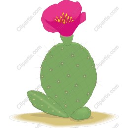 Vibrant Cactus with Pink Flower -s