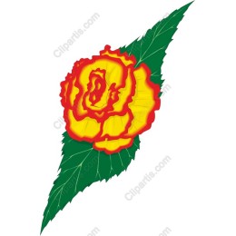 Vibrant Yellow and Red Rose