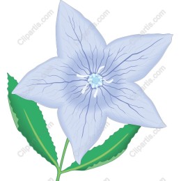 Delicate Blue Flower