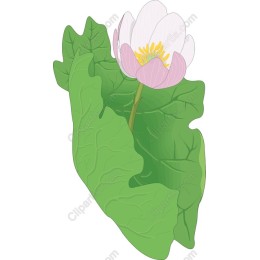 Serene Water Lily