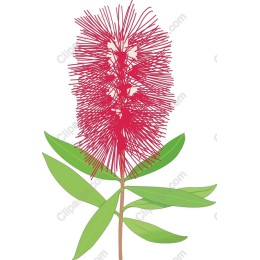 Callistemon Bottlebrush Flower