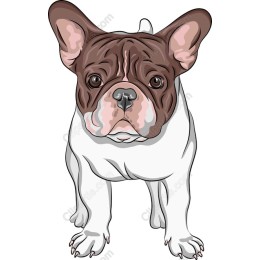 Charming French Bulldog